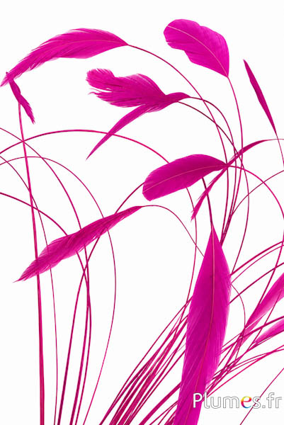 Coquetip - 20-25 cm - fuchsia